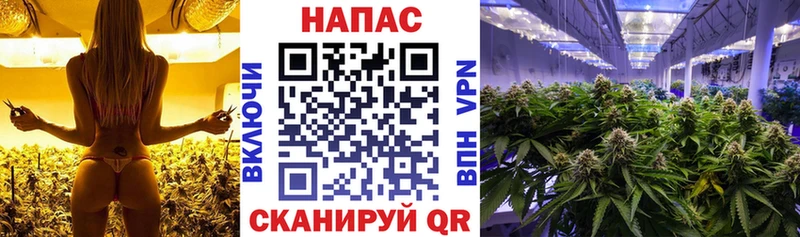 blacksprut рабочий сайт  Тутаев  Конопля планчик 